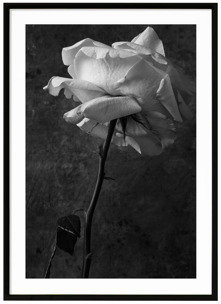 Still life of a white rose with stem and leaves. Black frame. 