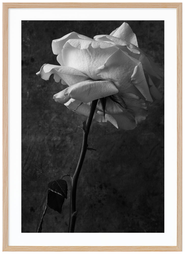 Still life of a white rose with stem and leaves. Oak frame. 