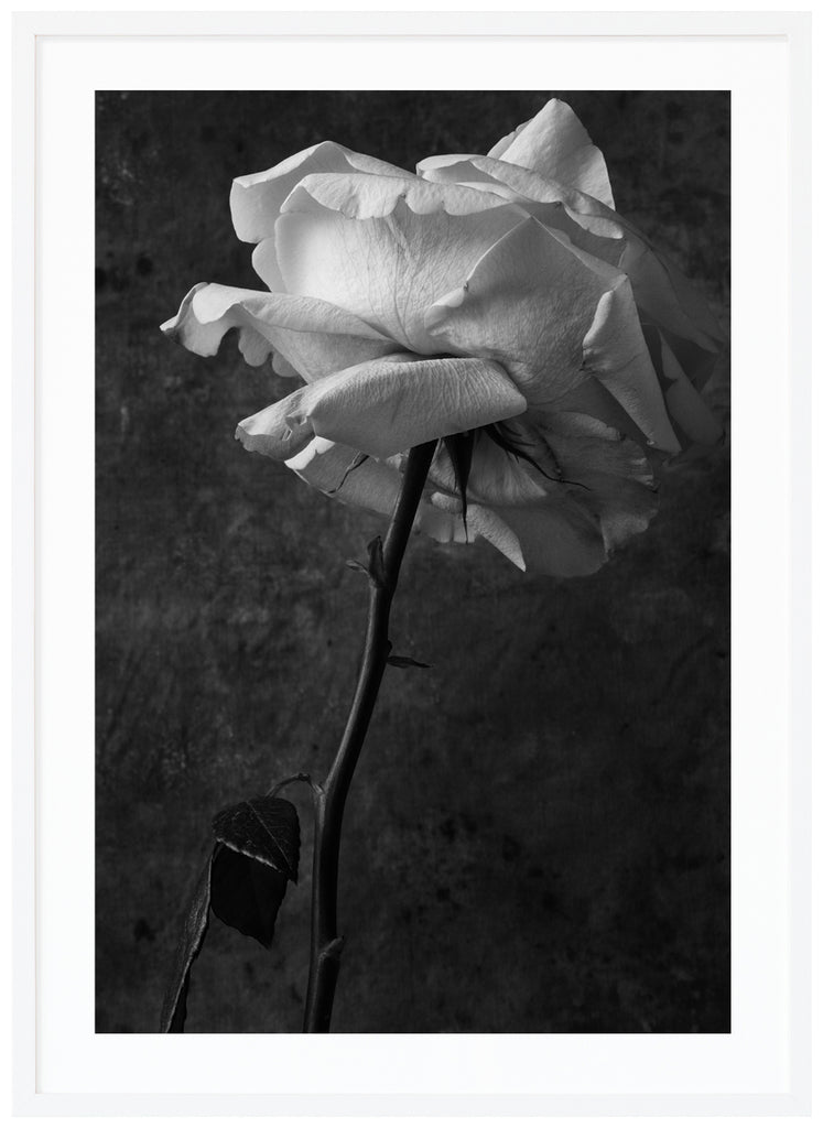 Still life of a white rose with stem and leaves. White frame. 