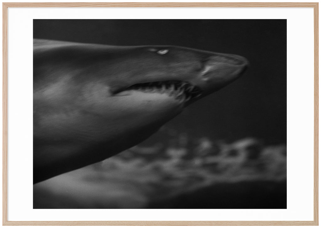 Analogous photograph of a shark. Oak frame.