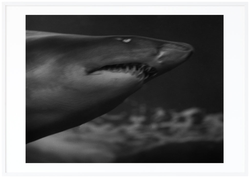 Analogous photograph of a shark. White frame. 