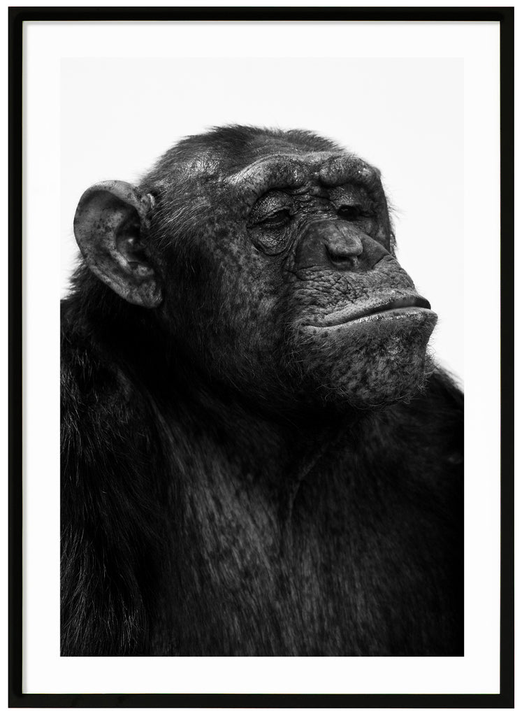 Photograph of Sina the chimpanzee in black and white. Black frame.  