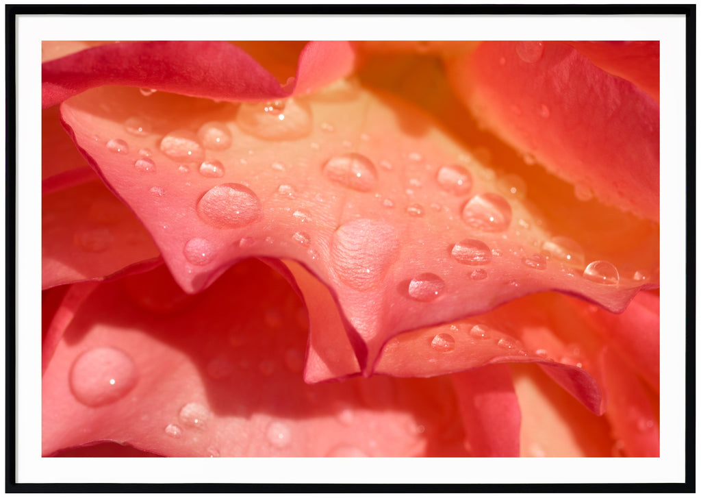 Photograph of rose petals with water drops on. Black frame. 