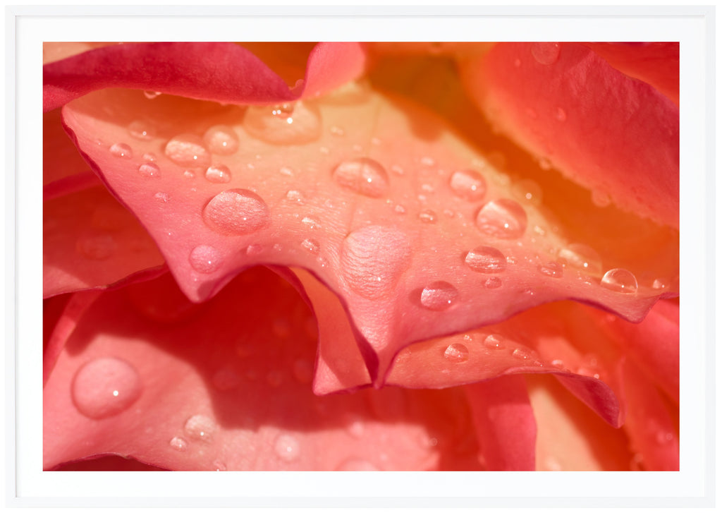 Photograph of rose petals with water drops on. White frame. 