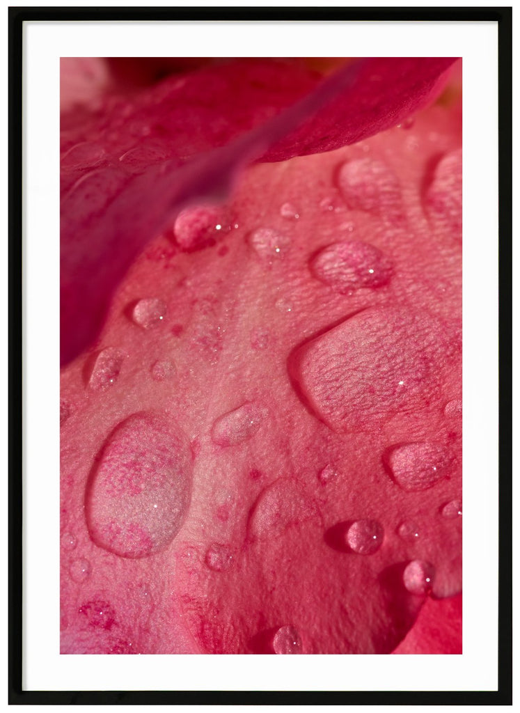 Photograph of rose petals with water drops on. Black frame.