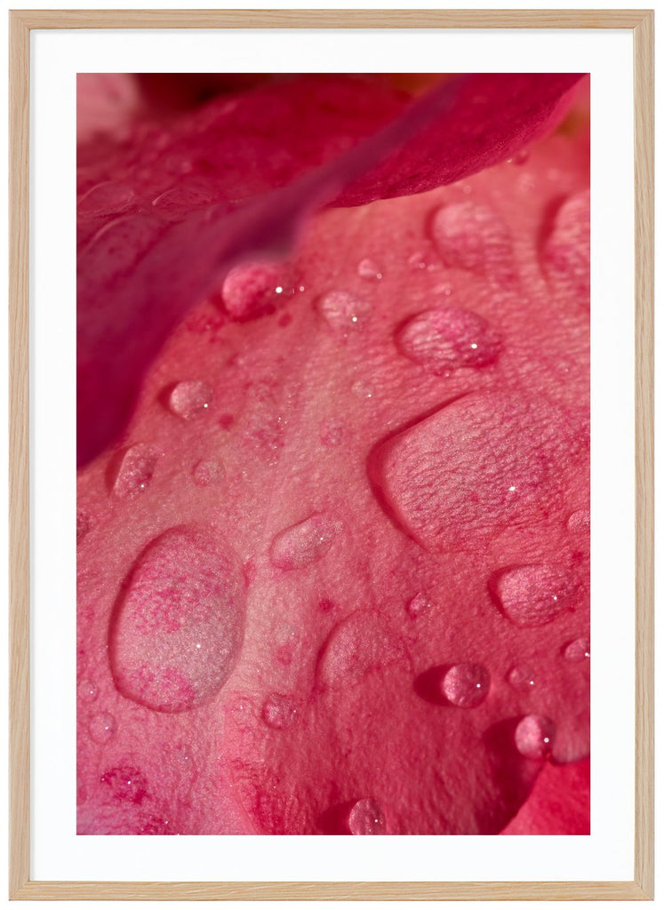 Photograph of rose petals with water drops on. Oak frame. 