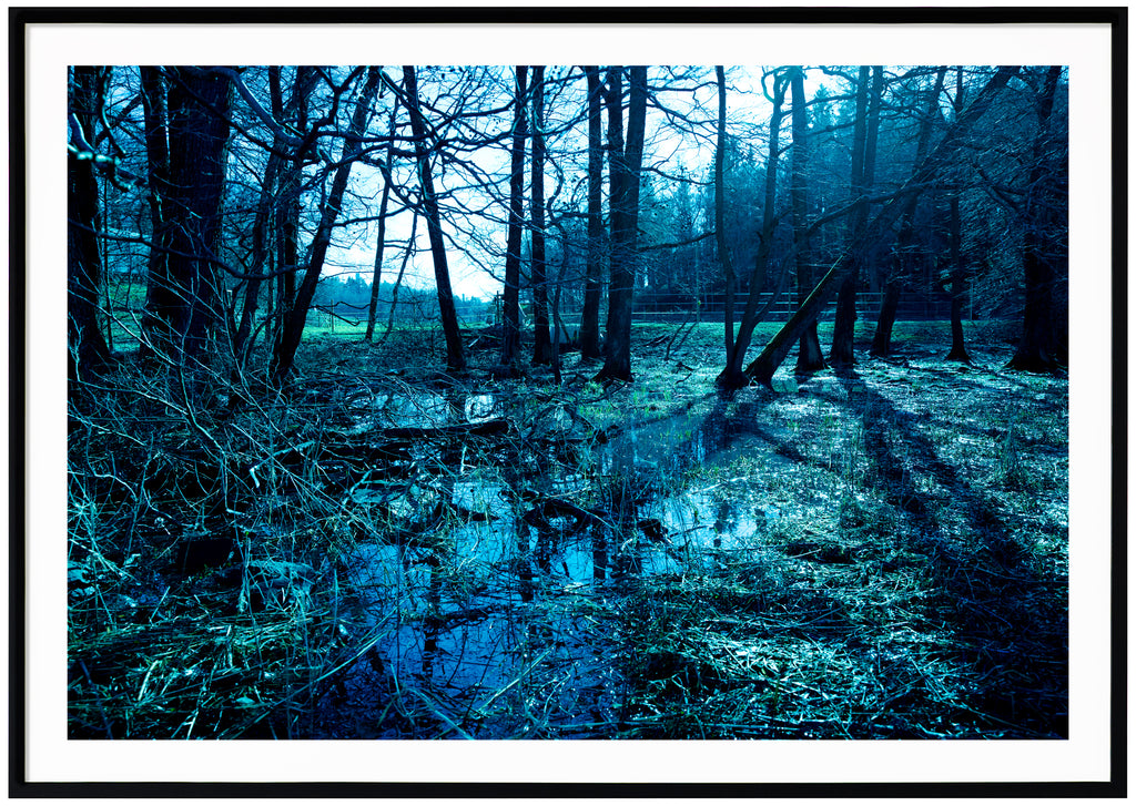  Photograph taken of wetland in the forest, in blue tones. Black frame.