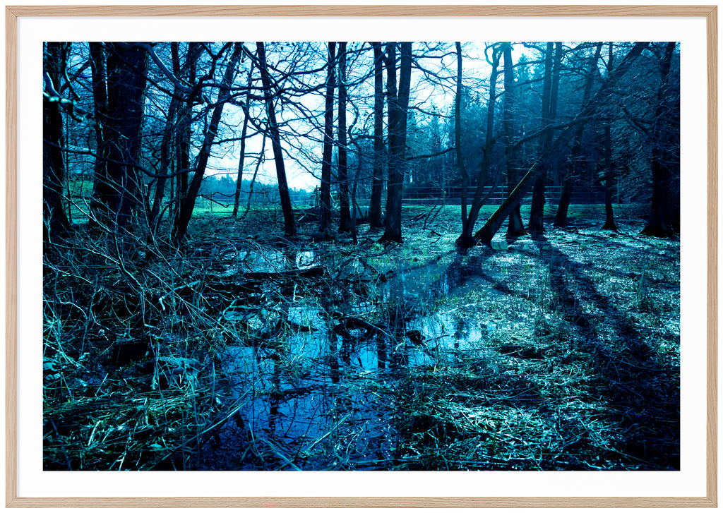 Photograph taken of wetland in the forest, in blue tones. Oak frame. 