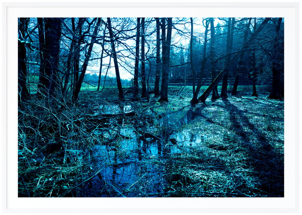 Photograph taken of wetland in the forest, in blue tones. White frame. 