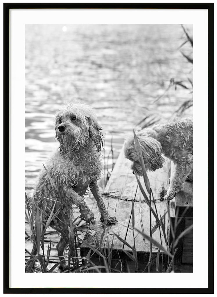 Two Cavapoo puppies on a bridge photographed in black and white. Black frame. 