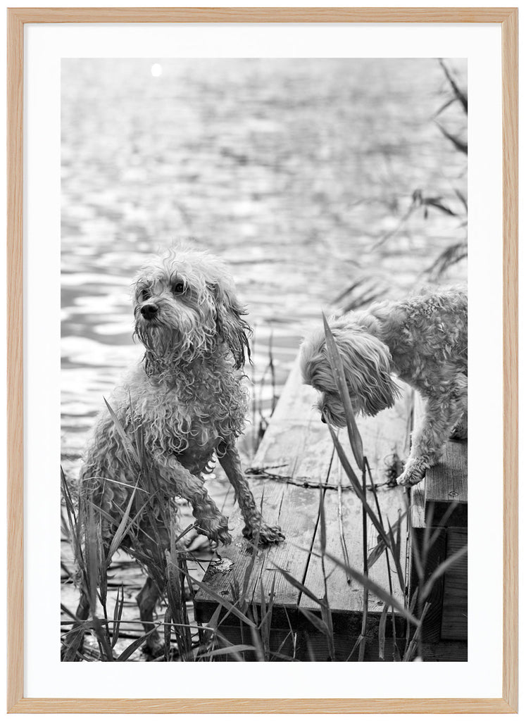 Two Cavapoo puppies on a bridge photographed in black and white. Oak frame.