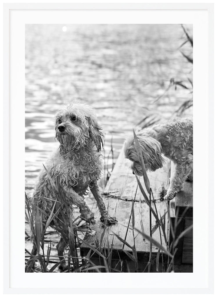 Two Cavapoo puppies on a bridge photographed in black and white. White frame. 