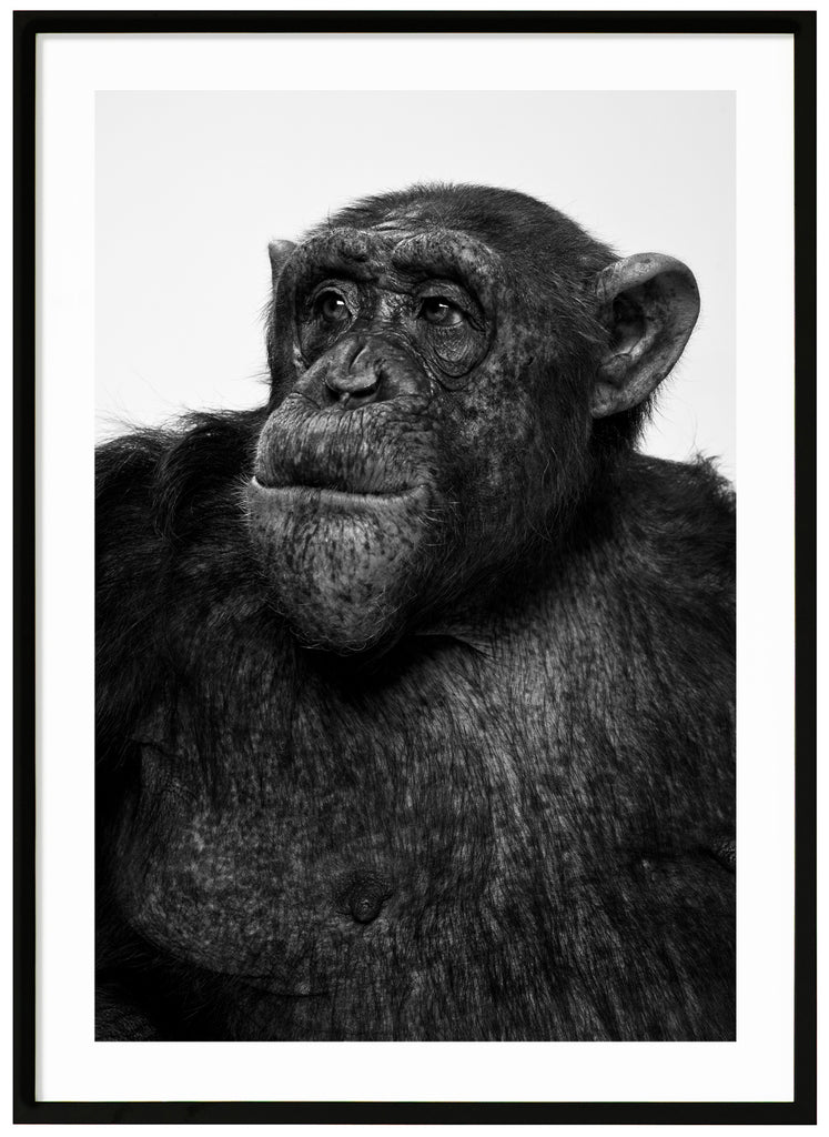 Photograph of Sina the chimpanzee in black and white. Black frame.