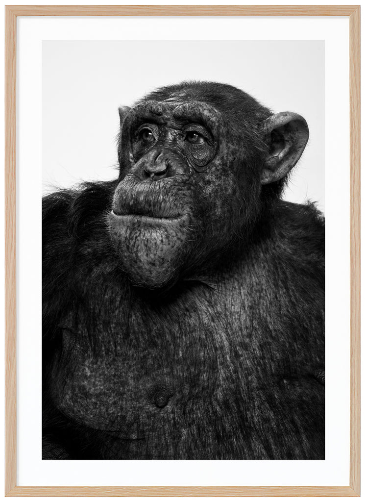 Photograph of Sina the chimpanzee in black and white. Oak frame. 