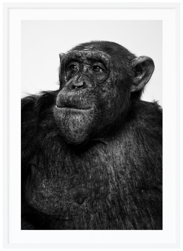 Photograph of Sina the chimpanzee in black and white. White frame. 