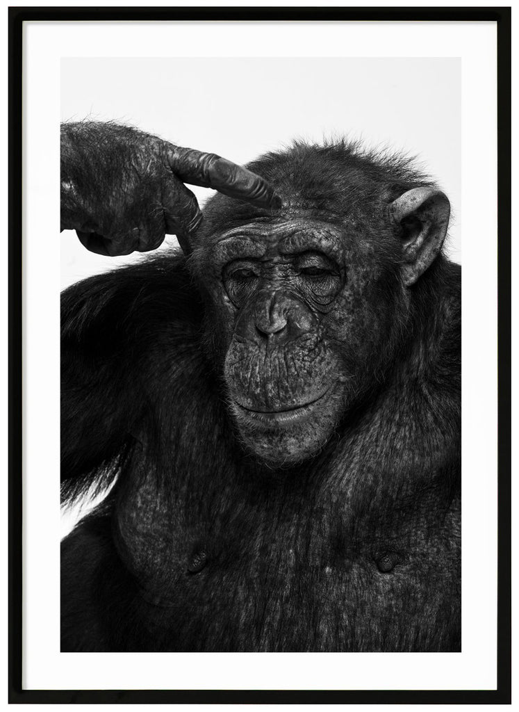 Photograph of Sina the chimpanzees in black and white. Black frame.