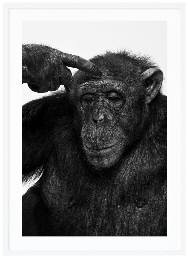 Photograph of Sina the chimpanzees in black and white. White frame. 
