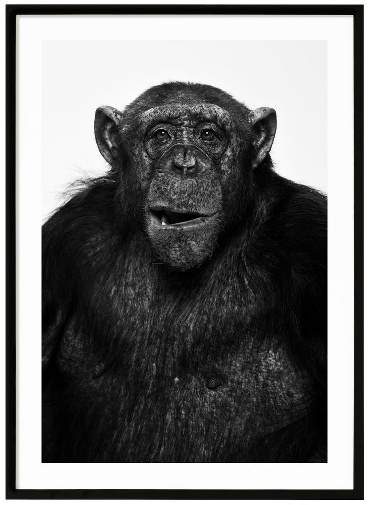 Photograph of beautiful Sina the chimpanzee in black and white. White frame. 