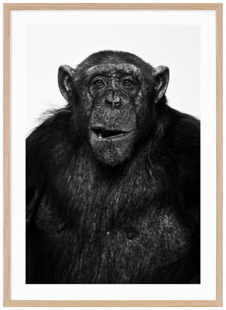 Photograph of beautiful Sina the chimpanzee in black and white. Oak frame. 