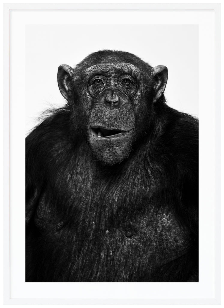 Photograph of beautiful Sina the chimpanzee in black and white. Black frame. 