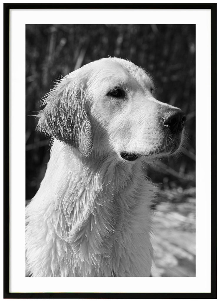 Black and white photograph of a wet golden retriever in profile. Black frame. 