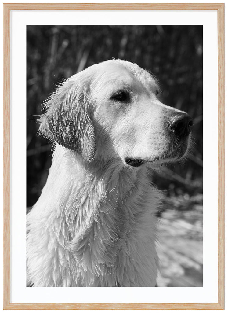 Black and white photograph of a wet golden retriever in profile. Oak frame. 
