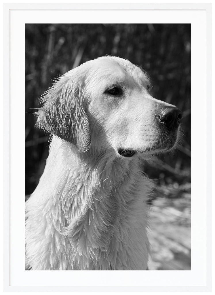 Black and white photograph of a wet golden retriever in profile. White frame. 