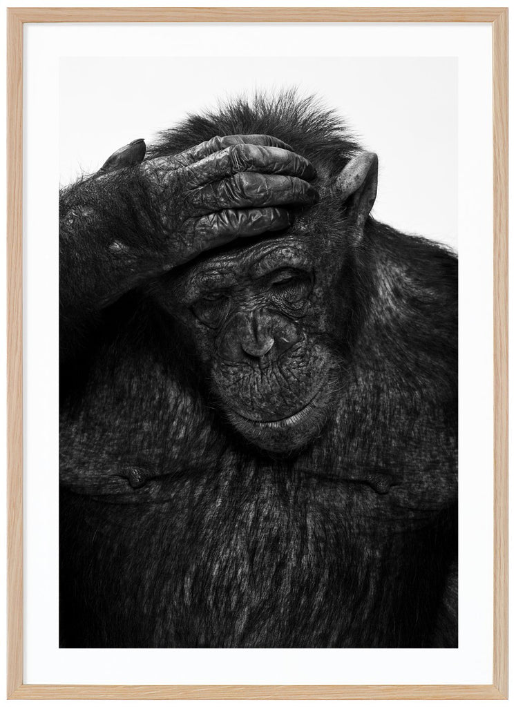 Black and white photograph of Sina. Oak frame. 