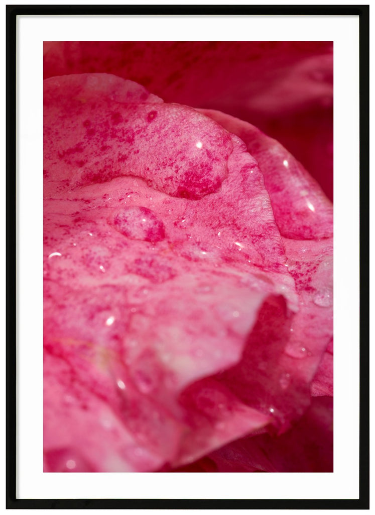 Photograph of rose petals with water drops on. Black frame. 