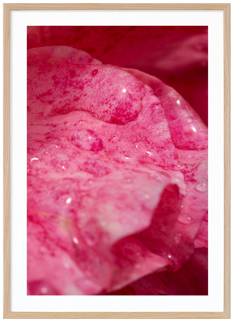 Photograph of rose petals with water drops on. Oak frame. 