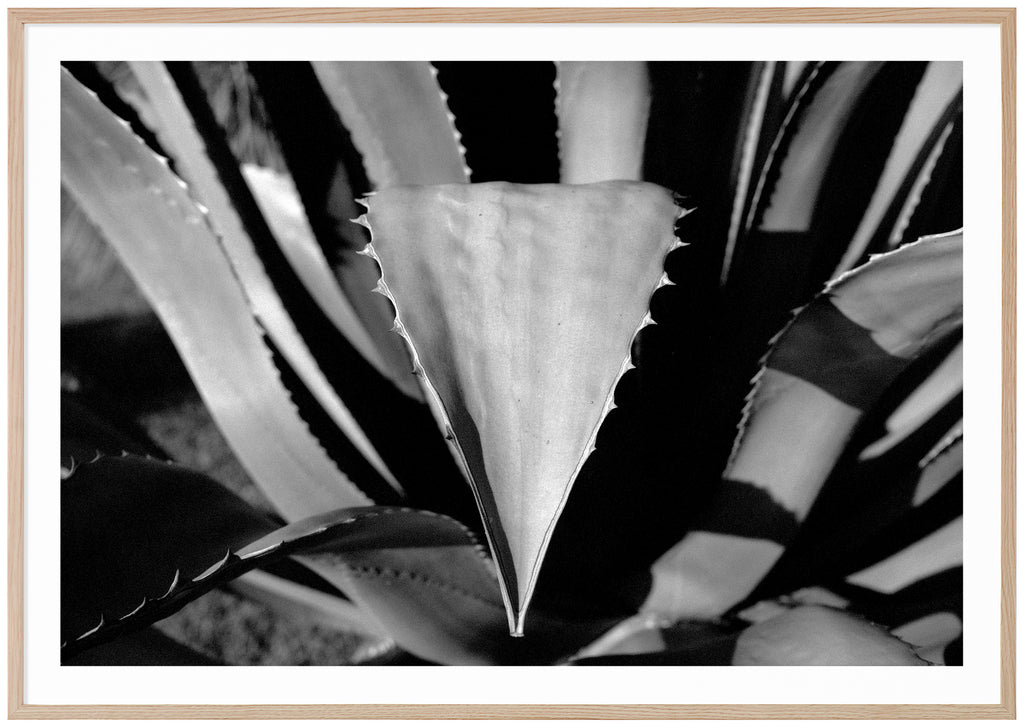 Black and white photograph in close-up of several leaves that have thorns on the sides. Oak frame. 