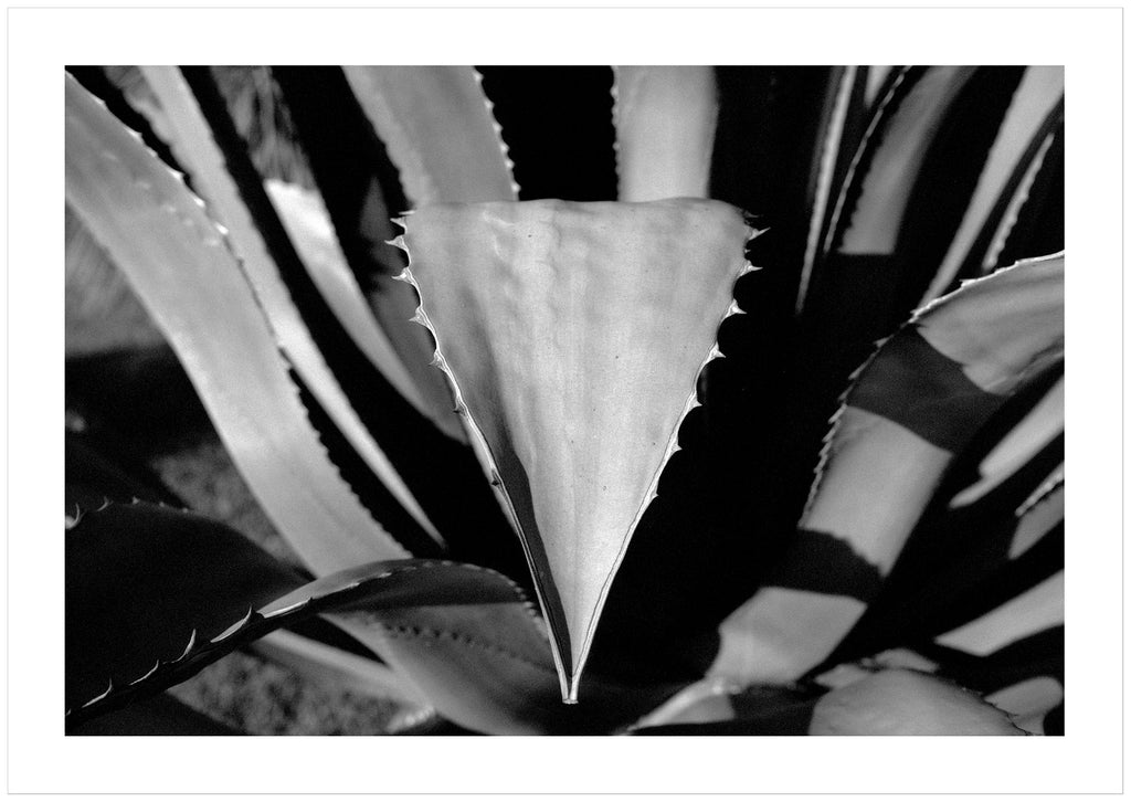 Black and white photograph in close-up of several leaves that have thorns on the sides.