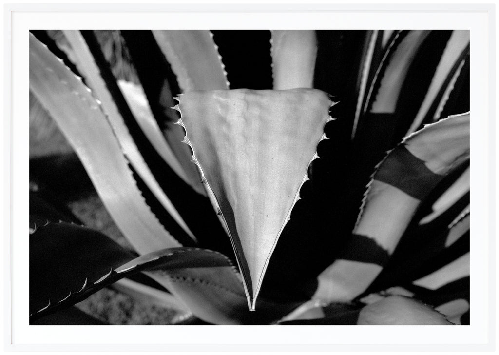 Black and white photograph in close-up of several leaves that have thorns on the sides. White frame. 