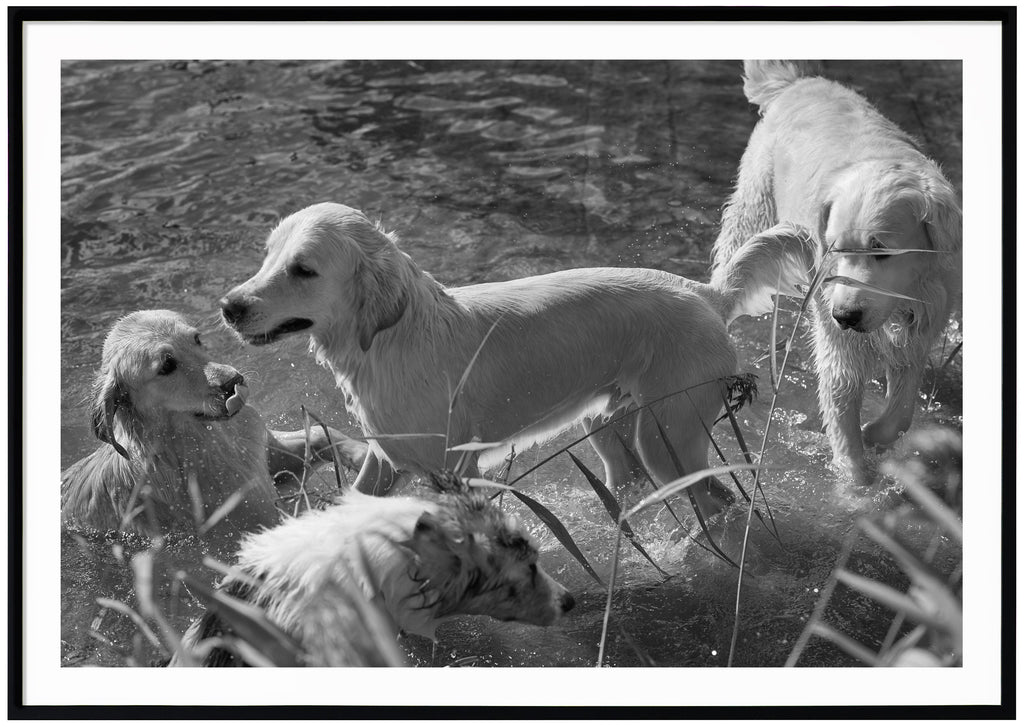 Black and white photograph of four bathing dogs by the reeds. Black frame. 