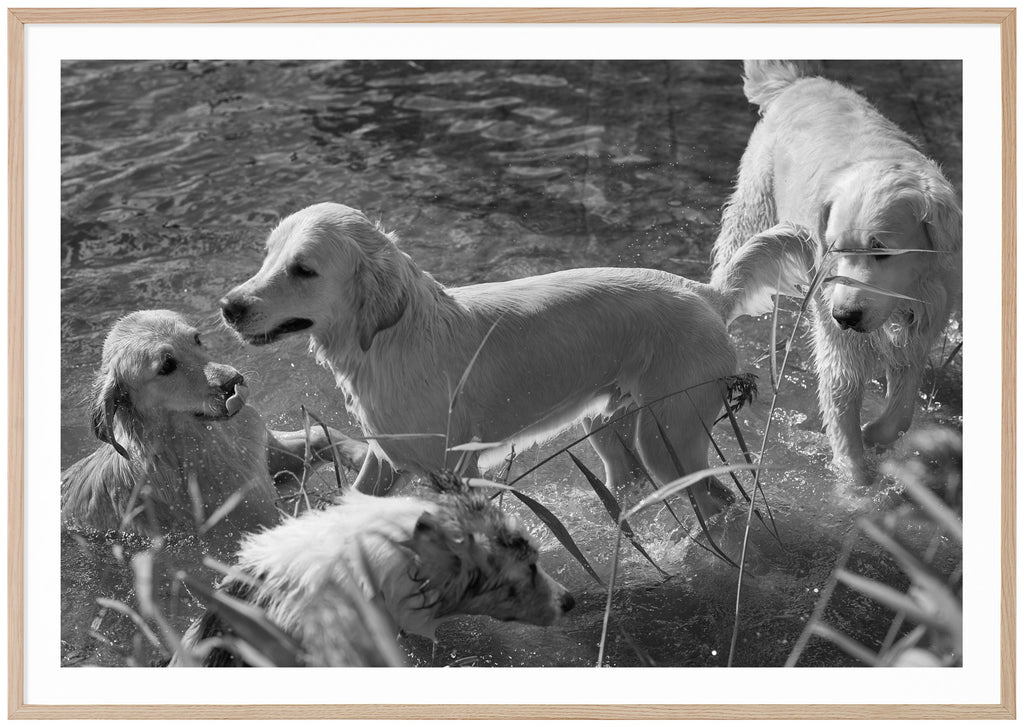 Black and white photograph of four bathing dogs by the reeds. Oak frame. 