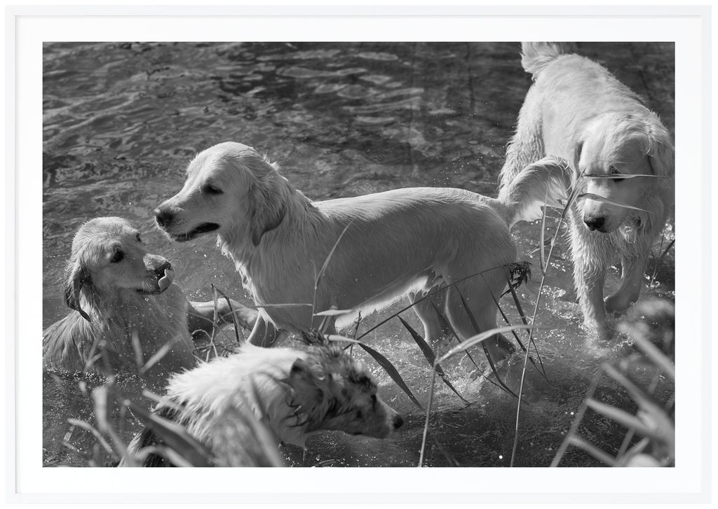 Black and white photograph of four bathing dogs by the reeds. White frame. 