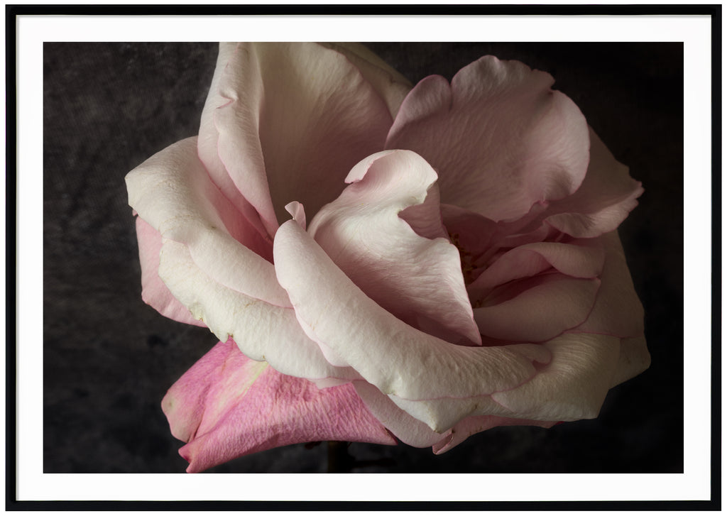 Still life of a white and pink rose photographed in color. Black frame. 