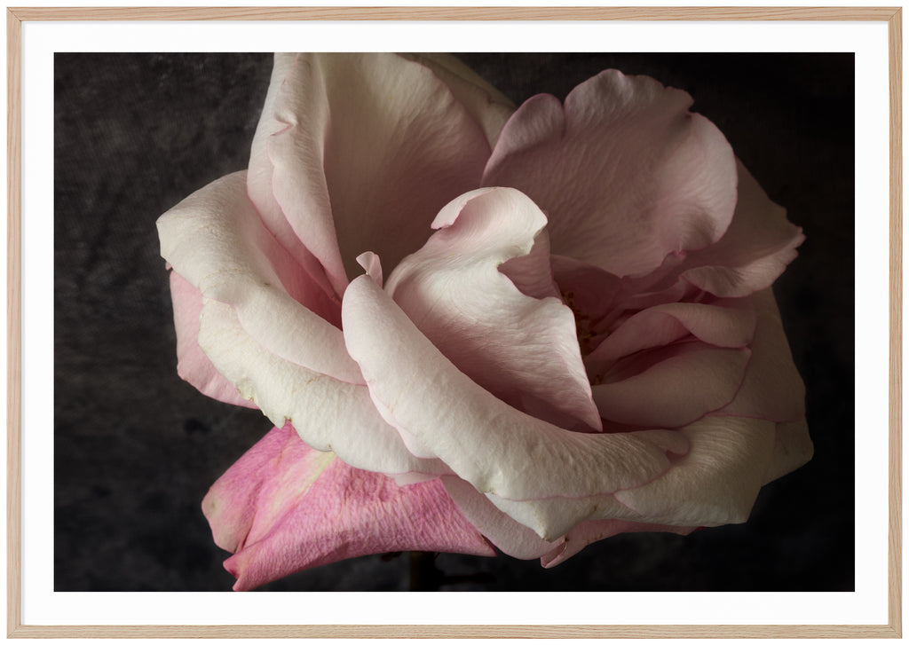 Still life of a white and pink rose photographed in color. Oak frame. 
