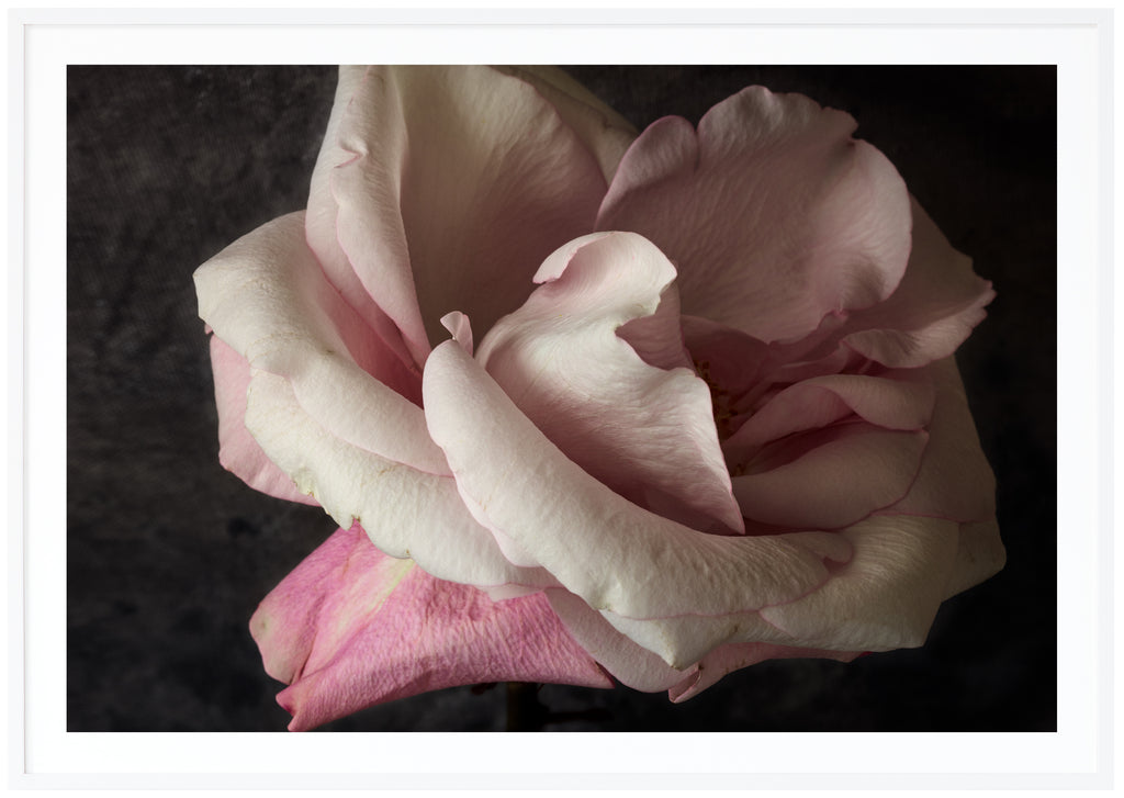 Still life of a white and pink rose photographed in color. White frame.