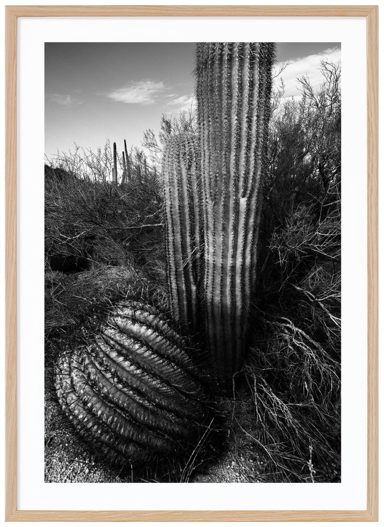 Black and white photograph of the famous Saguaro cactus, lucky strike. Outside of Tucson Arizona. Oak frame. 