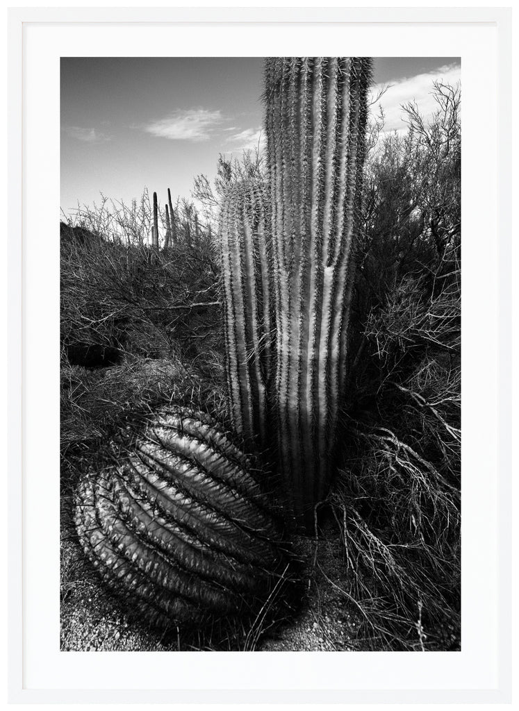Black and white photograph of the famous Saguaro cactus, lucky strike. Outside of Tucson Arizona. White frame. 