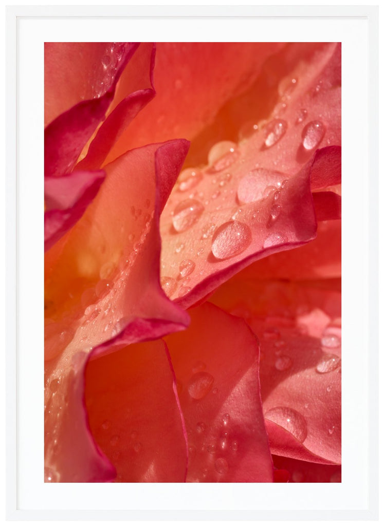 Photograph of rose petals in the tones of pink and red, with water drops on.  White frame. 
