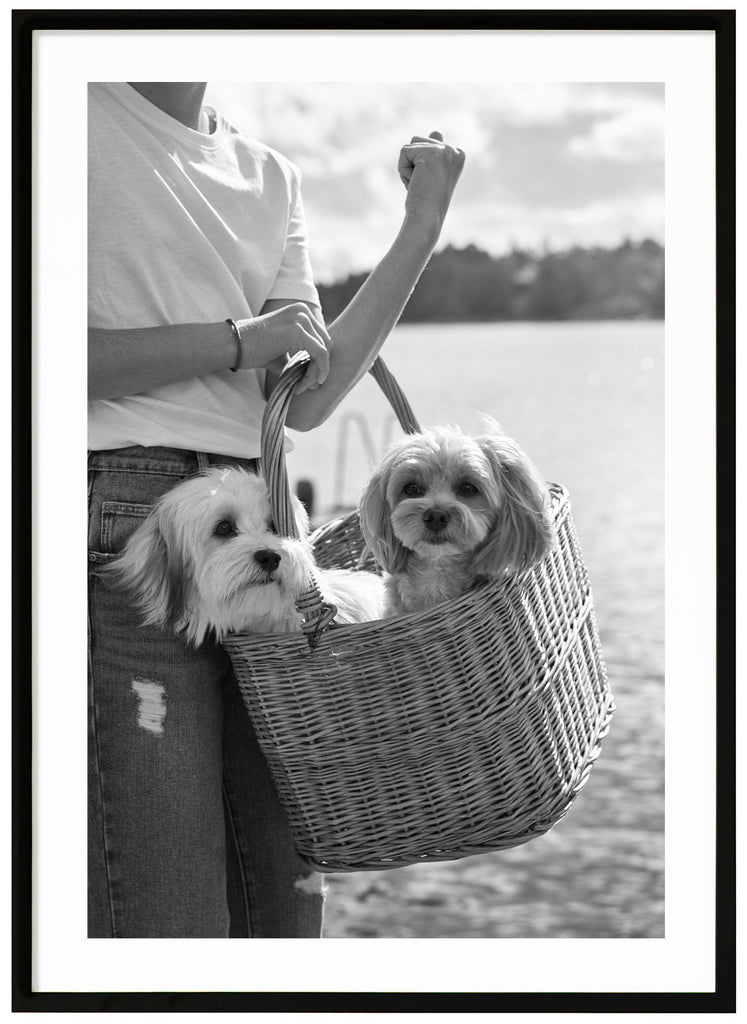 Black and white photograph of two small dogs sitting in a wooden basket, which is carried by a woman in a white sweater and jeans. Black frame. 