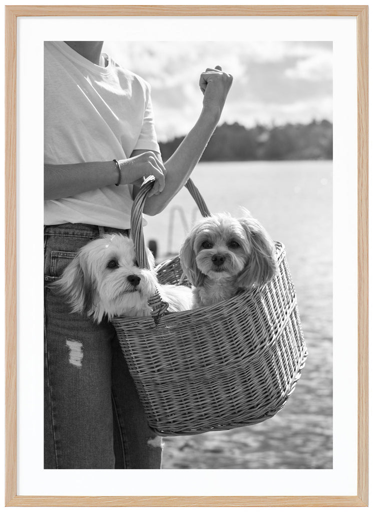 Black and white photograph of two small dogs sitting in a wooden basket, which is carried by a woman in a white sweater and jeans. Oak frame. 