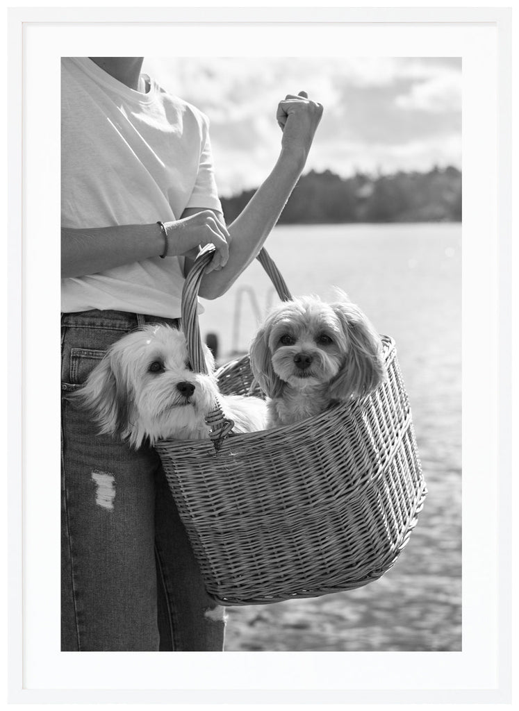 Black and white photograph of two small dogs sitting in a wooden basket, which is carried by a woman in a white sweater and jeans. White frame. 