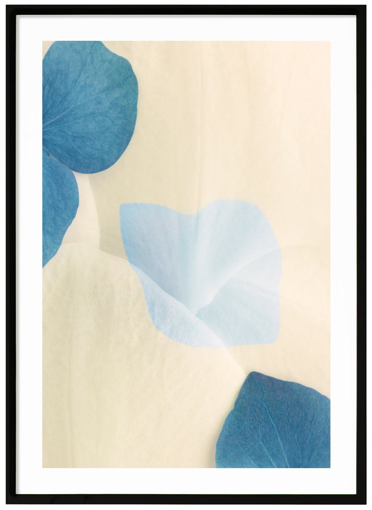 Color photography of blue and white flower petals with graphic elements in the motif. Black frame. 
