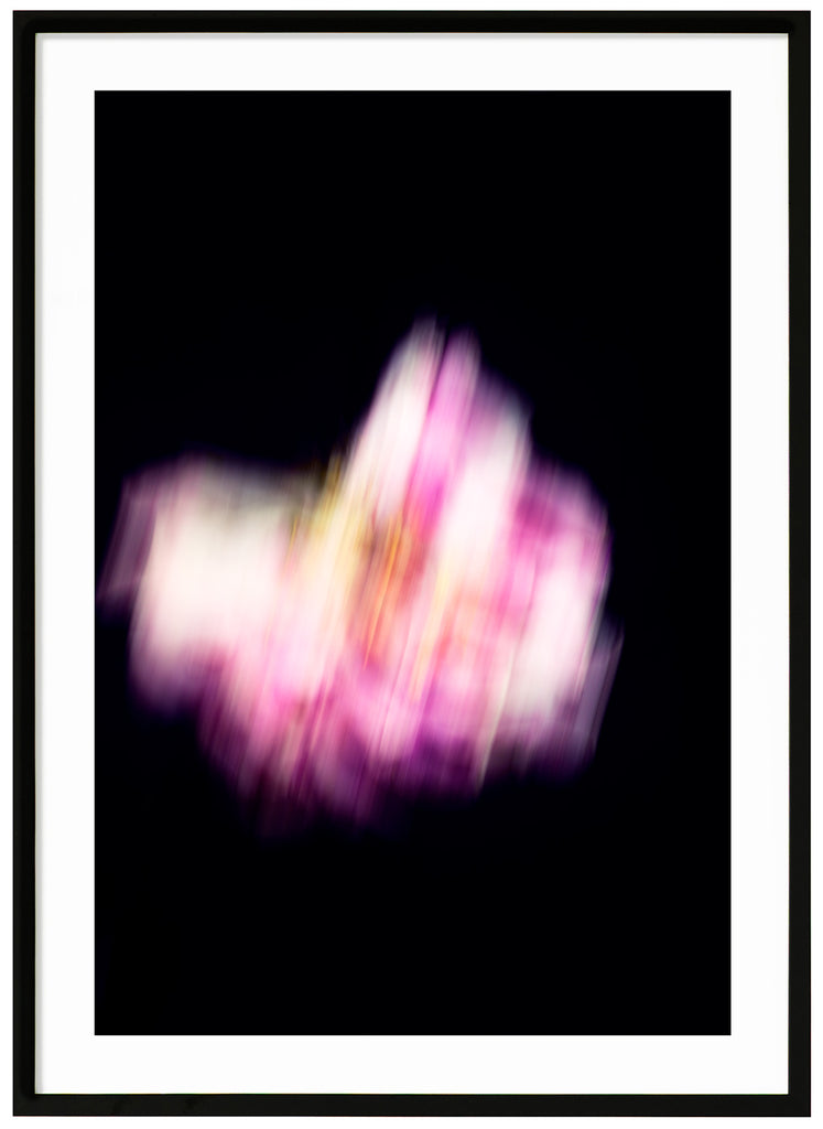 Pink and white flower, a peony, photographed with motion blur against a black background.  Black frame. 