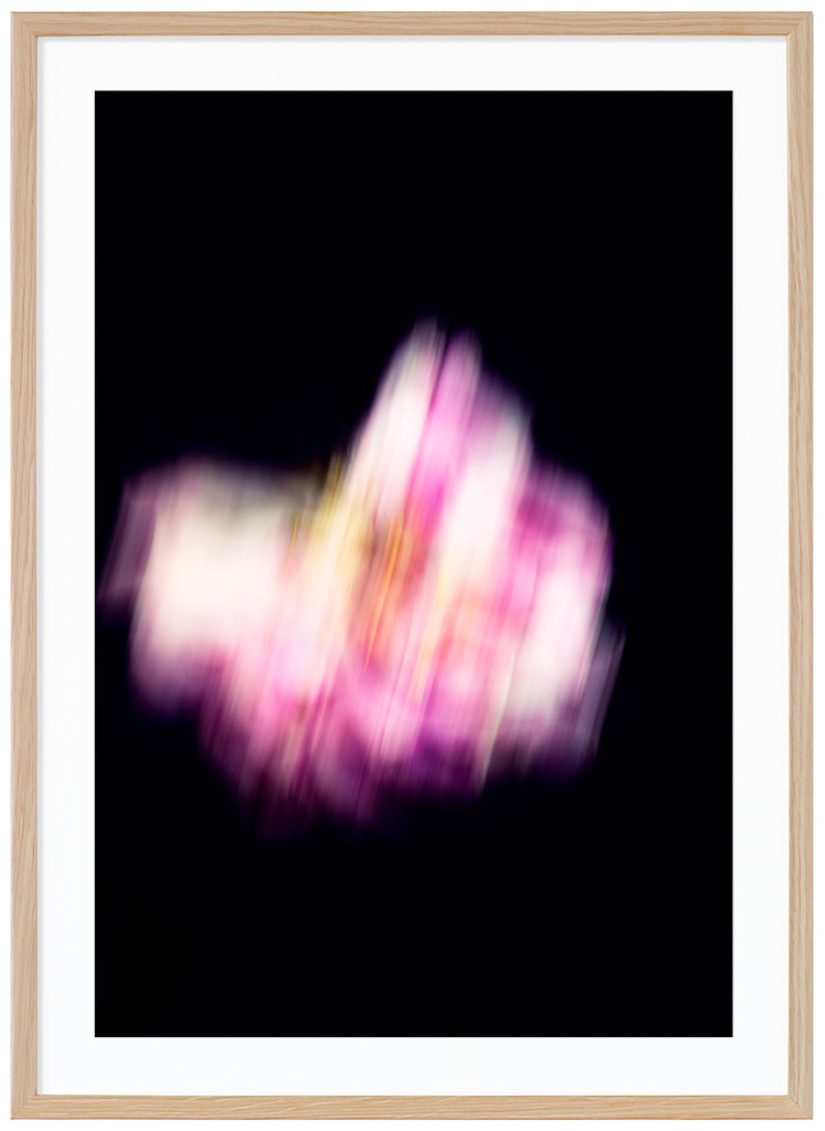 Pink and white flower, a peony, photographed with motion blur against a black background.  Oak frame. 