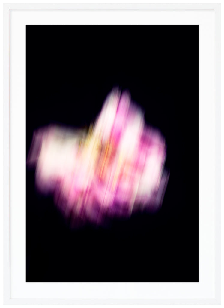 Pink and white flower, a peony, photographed with motion blur against a black background.  White frame. 