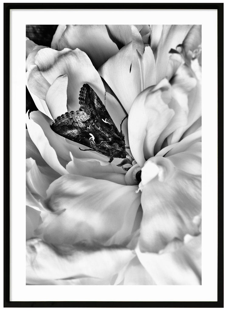 Black and white photograph of a butterfly in the middle of a white peony in close-up. Black frame. 